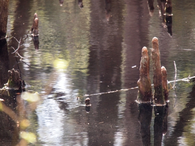 [Close focus of three short, thick shoots rising from the swamp water.]